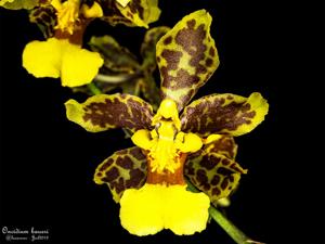 Oncidium baueri