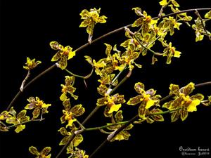 Oncidium baueri