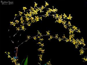 Oncidium baueri