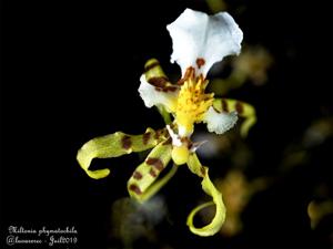 Miltonia phymatochila