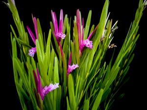 Isochilus chiriquensis