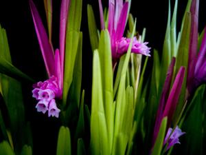 Isochilus chiriquensis