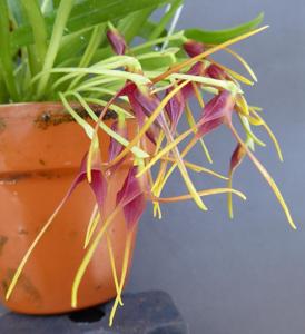 Masdevallia herradurae