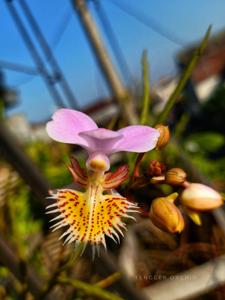 Papilionanthe pedunculata