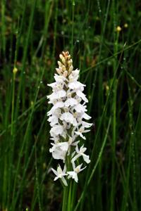 Dactylorhiza maculata