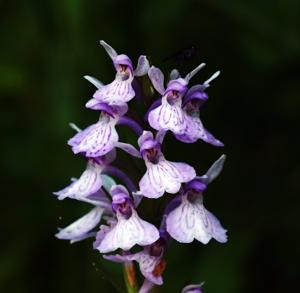 Dactylorhiza maculata