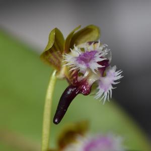 Phalaenopsis difformis