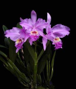 Cattleya lueddemanniana