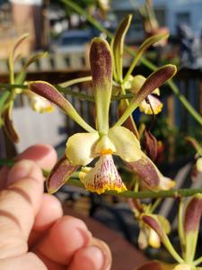 Encyclia alata