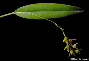 Acianthera capillaris