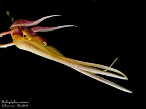 Bulbophyllum macraei