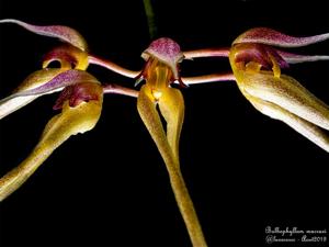 Bulbophyllum macraei