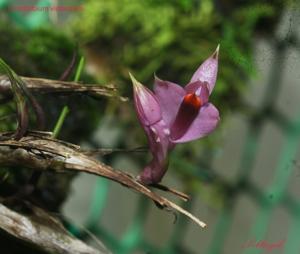 Dendrobium violaceum