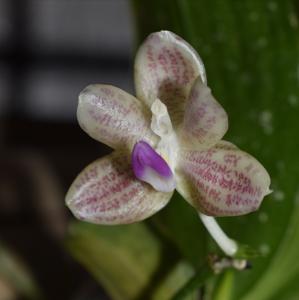 Phalaenopsis javanica