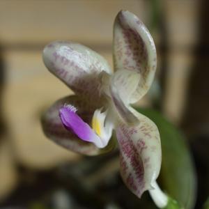 Phalaenopsis javanica