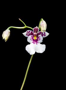 Caucaea phalaenopsis