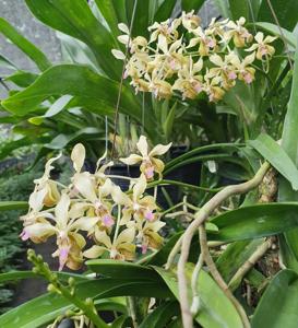 Vanda lamellata