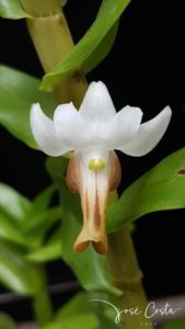 Dendrobium ellipsophyllum