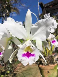 Cattleya labiata