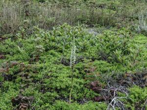 Platanthera elegans