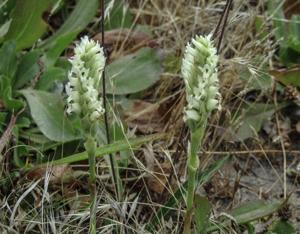 Spiranthes romanzoffiana