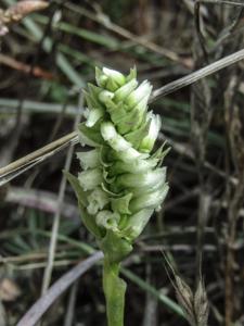 Spiranthes romanzoffiana