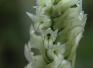 Spiranthes romanzoffiana