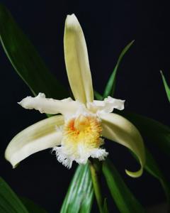 Sobralia fimbriata