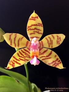 Phalaenopsis reichenbachiana