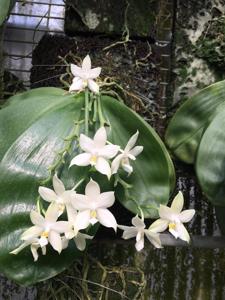 Phalaenopsis violacea