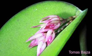Acianthera prolifera