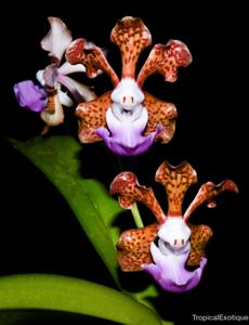 Vanda insignis