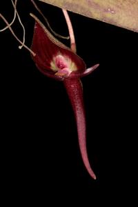 Pleurothallis ruberrima