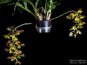 Catasetum fimbriatum