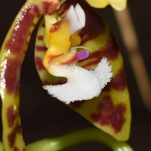 Phalaenopsis mannii