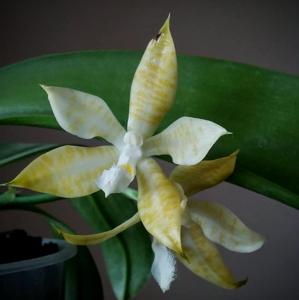 Phalaenopsis hieroglyphica