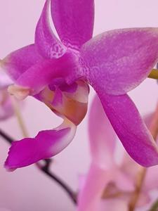 Phalaenopsis mentawaiensis