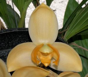 Stanhopea tricornis