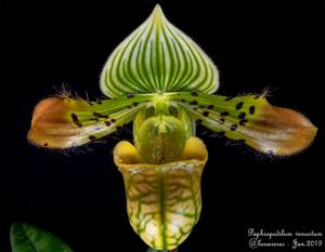 Paphiopedilum venustum