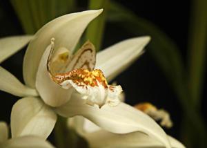 Coelogyne asperata