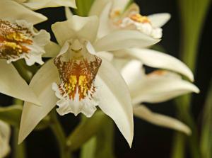 Coelogyne asperata