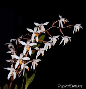 Coelogyne pachystachya