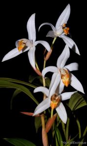 Coelogyne pachystachya