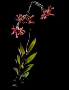 Epidendrum galeottianum