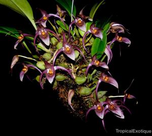 Bulbophyllum membranifolium subsp. inunctum