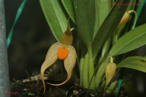 Bulbophyllum ankylochele