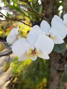 Phalaenopsis sanderiana