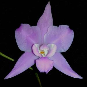 Laelia furfuracea