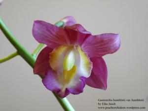 Gastrorchis humblotii var. humblotii