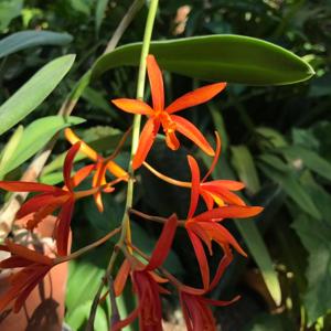 Cattleya colnagoi